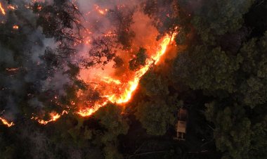 حرائق سوريا: نيران تلتهم الغابات وتكشف هشاشة البنية البيئية